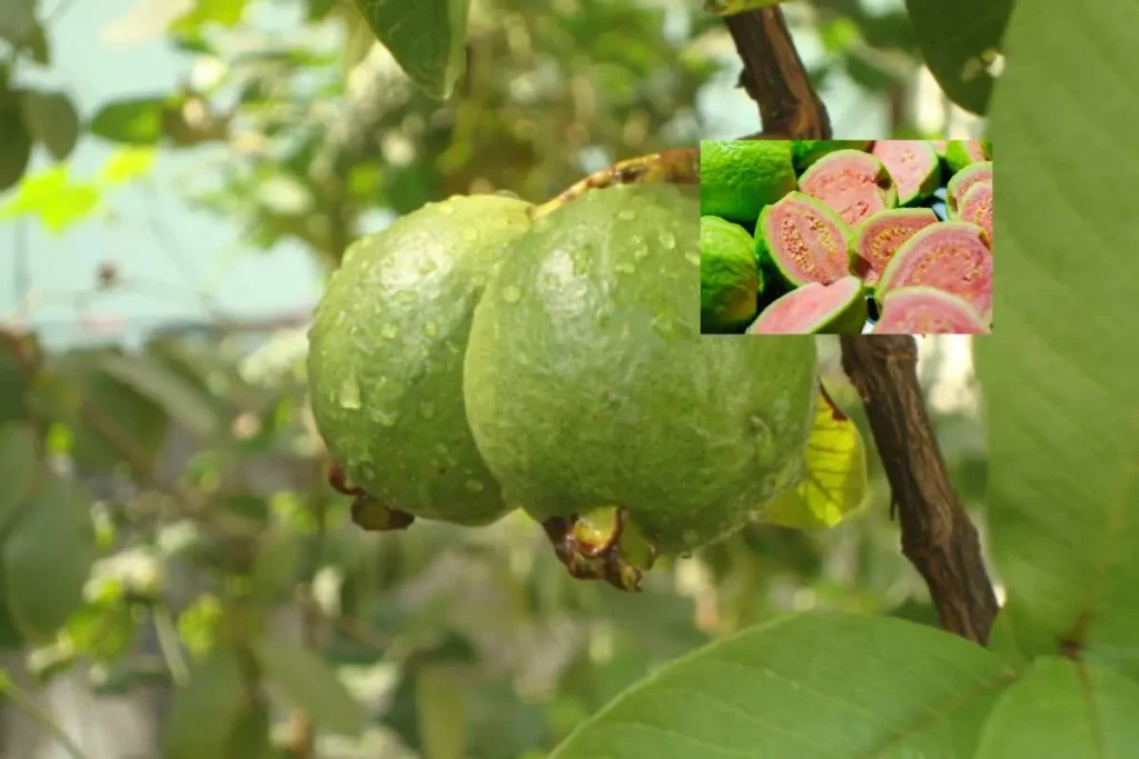 La guayaba